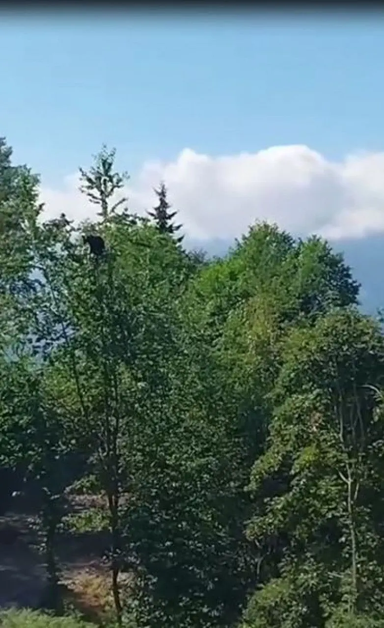 Artvin'den güldüren görüntüler! 'Ula in aşağı in' - HY Gazete