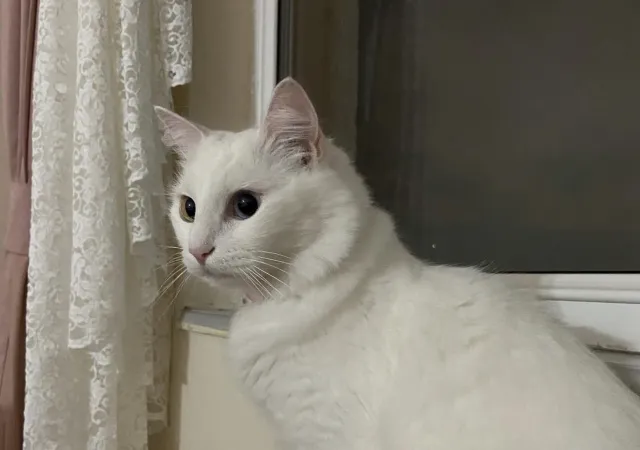 Kedi yıkanır mı, yıkanmaz mı? Kedi yıkandıktan sonra kurutulur? Kediler nasıl yıkanmalı, yıkarken nelere dikkat edilmeli?