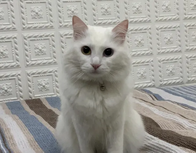 Kedi yıkanır mı, yıkanmaz mı? Kedi yıkandıktan sonra kurutulur? Kediler nasıl yıkanmalı, yıkarken nelere dikkat edilmeli?
