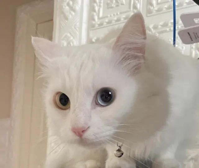 Kedi yıkanır mı, yıkanmaz mı? Kedi yıkandıktan sonra kurutulur? Kediler nasıl yıkanmalı, yıkarken nelere dikkat edilmeli?