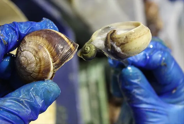 Diyanet'e göre salyangoz yenir mi, yenmez mi?