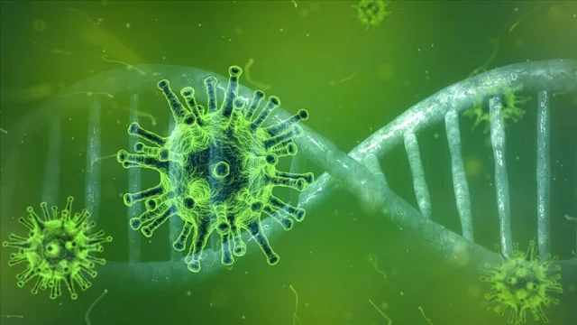 NİPAH VİRÜSÜ NEDİR, belirtileri nelerdir, Türkiye'de var mı? Nipah virüsü tedavisi var mı?