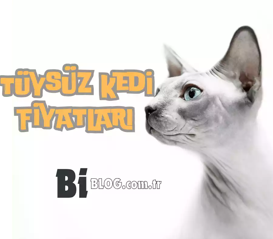 Tüysüz Kedi Fiyatları