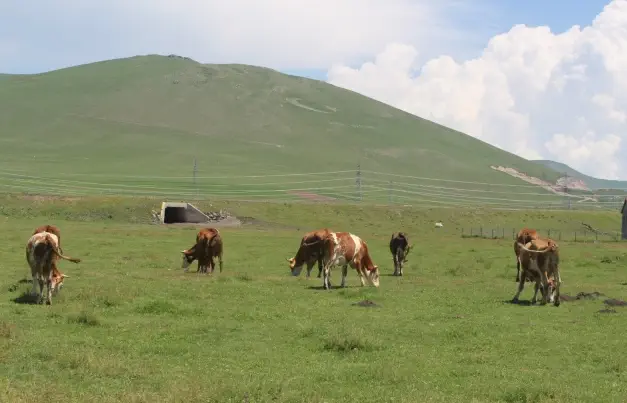 Ardahan'da hangi köy ve mahalleler, neden karantinaya alındı?