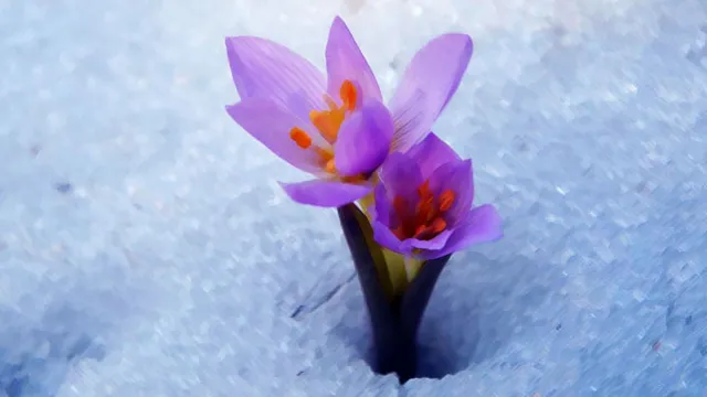 CEMRE NE ZAMAN DÜŞER 2024? İlk cemre ne zaman, hangi ay düşecek?