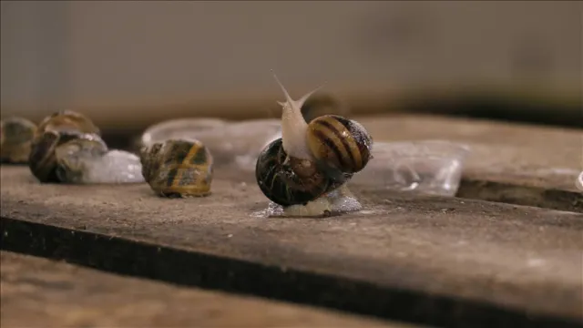 Diyanet'e göre salyangoz yenir mi, yenmez mi?