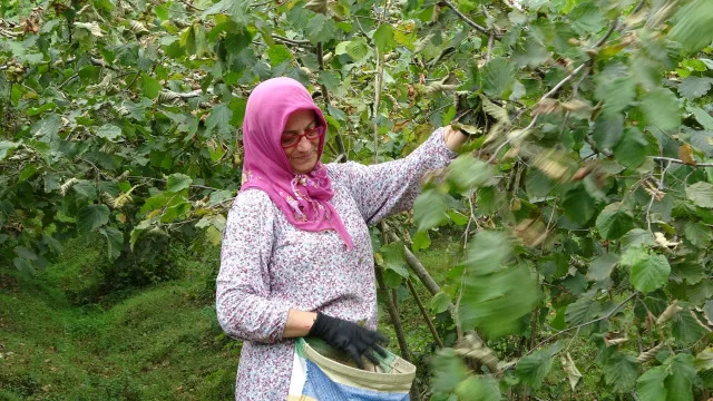 Fındık fiyatı ne kadar, açıklandı mı? Yeni fındık fiyatı belli oldu mu 2023?