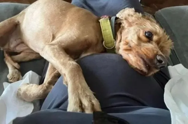 Kaan Urgancıoğlu'nun eşi Burcu Denizer hamile mi? Kaan Urgancıoğlu baba mı oluyor?