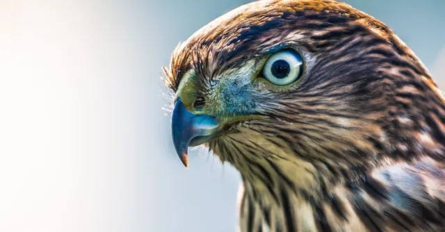 Rüyada kuş görmek ne demek? Rüyada kuş görmek ne anlama gelir?