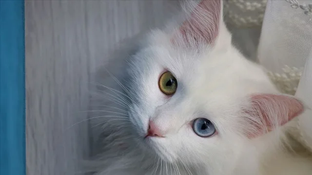 Van kedisi nerede yaşar? Van kedilerinin özellikleri