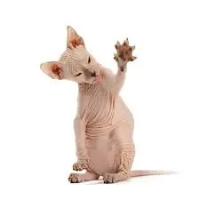 Donskoy Kedisi Fiyatları